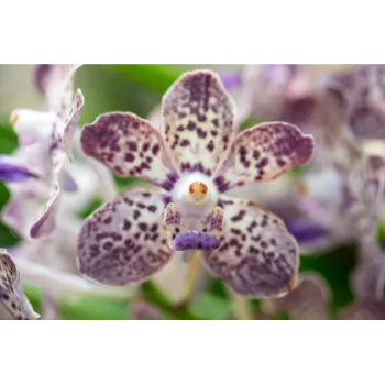 Natural Tropical Flower